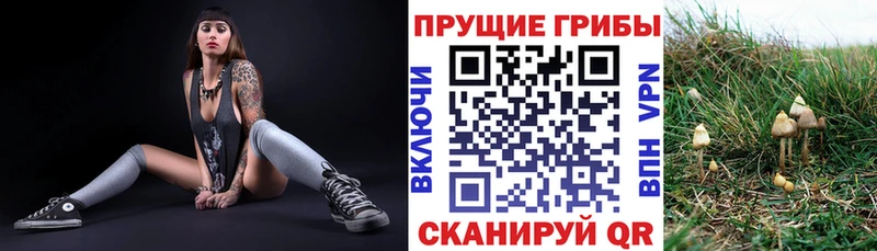 Псилоцибиновые грибы мицелий  Гвардейск 